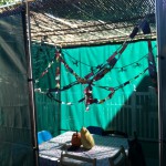 Sukkah sent in from Denver, Colorado!